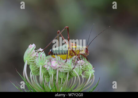 Sella-back Cricket (Ephippiger ephippiger) strada stretta fino a fort, Fort de Rimplas, il Parco Nazionale del Mercantour, Provenza, Francia, giugno. Foto Stock