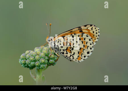 Avvistato Fritillary butterfly (Melitaea didyma) il Parco Nazionale del Mercantour, Provenza, in Francia, in luglio. Foto Stock