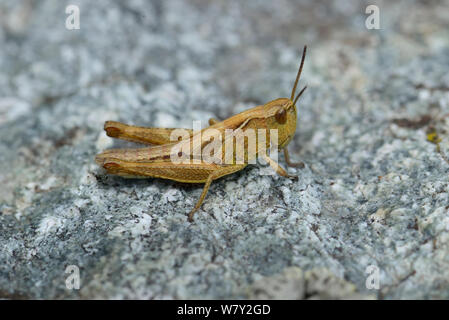 Steppa Grasshopper (Chorthippus dorsatus) sulla roccia, il Parco Nazionale del Mercantour, Provenza, Francia, giugno. Foto Stock