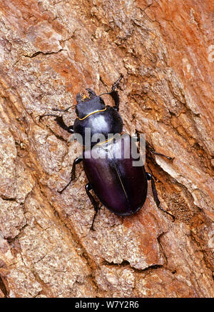 Stag beetle (lucanus cervus) femmina sulla corteccia di albero. A sud-ovest di Londra, Regno Unito. Foto Stock