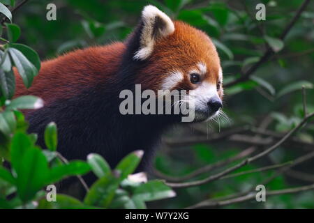 Panda rosso (Ailurus fulgens) ritratto, Wolong Riserva Naturale Nazionale, la contea di Wenchuan, nella provincia di Sichuan, in Cina. Foto Stock