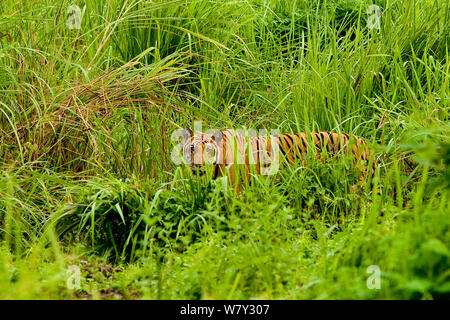 Tigre del Bengala (Panthera tigris tigris) mimetizzata nelle praterie. Il Parco Nazionale di Kaziranga, India. Foto Stock