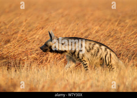 Striped iena (Hyaena hyaena) nelle praterie. Blackbuck National Park, Velavadar, India. Foto Stock