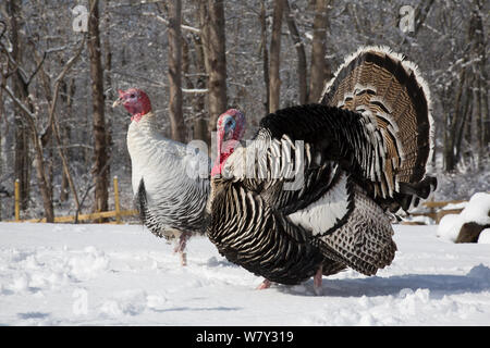 Narragansett maschio turchia (scuro) visualizzazione e maschio Royal Palm Turchia (luce) free range uccelli nella neve, entrambe le razze sono rare razze di legacy, Madison, Connecticut, Stati Uniti d'America Foto Stock