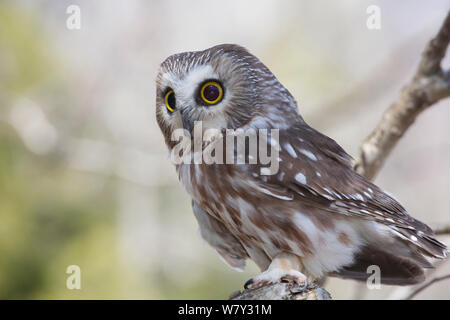 Sega a nord di stuzzicare il gufo (Aegolius acadicus) arroccato, Connecticut, USA, captive. Foto Stock