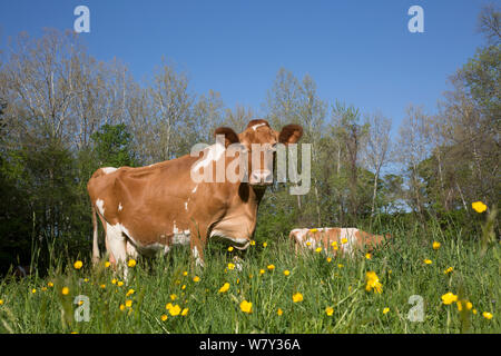 Guernsey cow nella primavera del pascolo, Granby, Connecticut, Stati Uniti d'America Foto Stock