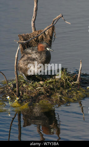 Tuffetto (Tachybaptus ruficollis) in piedi sopra le uova nel suo nido. Guerreiro, Castro Verde, Alentejo, Portogallo, maggio. Foto Stock