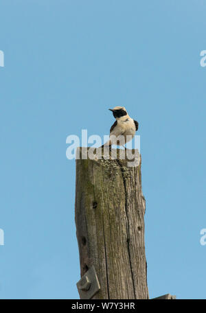 Nero-eared culbianco (Oenanthe hispanica) maschio appollaiato su un palo elettrico durante la migrazione a molla. Guerreiro, Castro Verde, Alentejo, Portogallo, maggio. Foto Stock