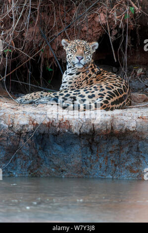 Jaguar (Panthera onca palustris) maschio in appoggio sulle rive del Tres Irmaos Fiume (tre fratelli fiume), un affluente del fiume Cuiaba. Vicino a Porto Jofre, northern Pantanal, Mato Grosso Membro, Brasile, Sud America. Foto Stock