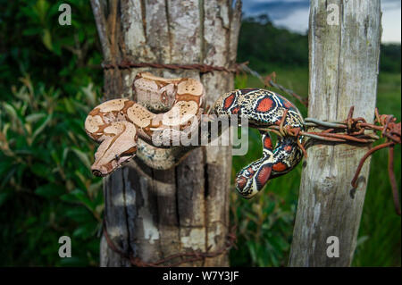 I capretti Rossa colombiana-tailed Boa Constrictor (Boa Constrictor constrictor) muovendosi lungo un filo spinato. Unamas Riserva e Ranch, Los Llanos, Colombia, America del Sud. Foto Stock