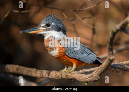 Di inanellare Kingfisher (Megaceryle torquata), Cuiaba River, northern Pantanal, Mato Grosso Membro, Brasile, Sud America. Foto Stock