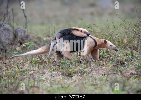 Southern Tamandua (Tamandua tetradactyla) femmina giovane portante sulla sua schiena, Northern Pantanal, Mato Grosso Membro, Brasile, Sud America. Foto Stock