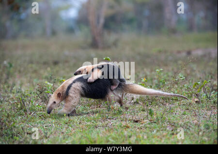 Southern Tamandua (Tamandua tetradactyla) femmina giovane portante sulla sua schiena, Northern Pantanal, Mato Grosso Membro, Brasile, Sud America. Foto Stock