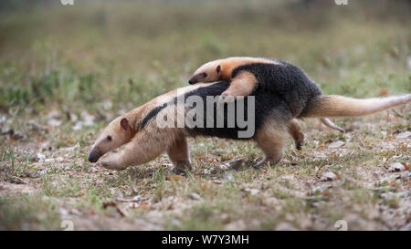 Southern Tamandua (Tamandua tetradactyla) femmina giovane portante sulla sua schiena, Northern Pantanal, Mato Grosso Membro, Brasile, Sud America. Foto Stock