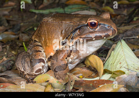 Smokey Jungle Frog (Leptodactylus pentadactylus), foreste vicino al fiume Napo, amazzonia, Ecuador, Sud America. Foto Stock