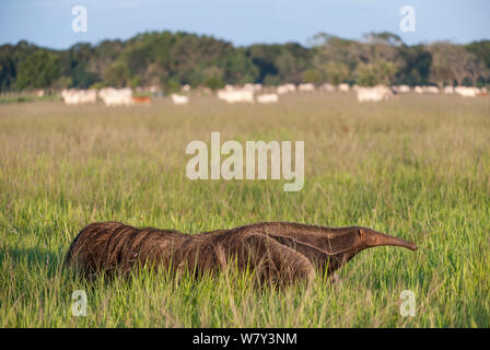 Adulto Anteater gigante (Myrmecophaga tridactyla) camminare su Savannah con bovini zebù (Bos primigenius indicus) pascolano in background. Nei pressi di Unamas Riserva Privata, Los Llanos, Colombia, America del Sud. Foto Stock