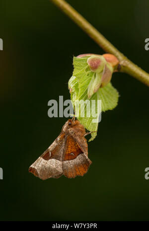 Viola thorn tarma (Selenia tetralunaria) appena emerse foglia, Sheffield, England, Regno Unito, maggio. Foto Stock