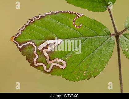 Golden pigmea tarma (Stigmella aurella) miniere di foglia in foglia di rovo, nello Yorkshire, Inghilterra, Regno Unito. Foto Stock