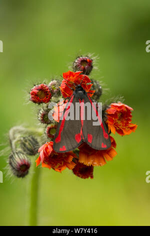 Il cinabro moth adulto (Tyria jacobaeae) su orange hawkweed, nello Yorkshire, Inghilterra, Regno Unito, Giugno. Foto Stock