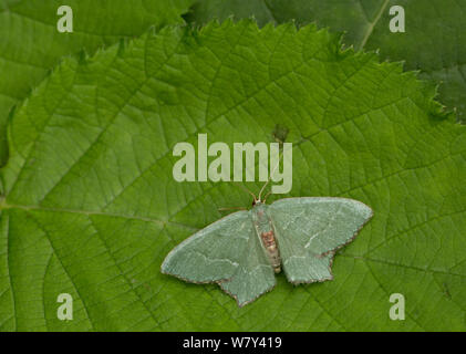 Comune falena smeraldo (Hemithea aestivaria) a riposo sulla foglia, Sheffield, England, Regno Unito, Luglio. Foto Stock