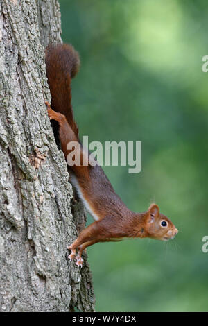 Red scoiattolo (Sciurus vulgaris) 2, Allier, Avergna Francia, Luglio. Foto Stock