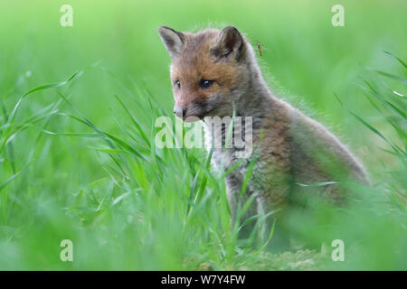 Red Fox (Vulpes vulpes vulpes) cub, Vosges, Francia, Maggio. Foto Stock