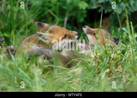 Red Fox (Vulpes vulpes vulpes) cubs giocando, Vosges, Francia, Maggio. Foto Stock