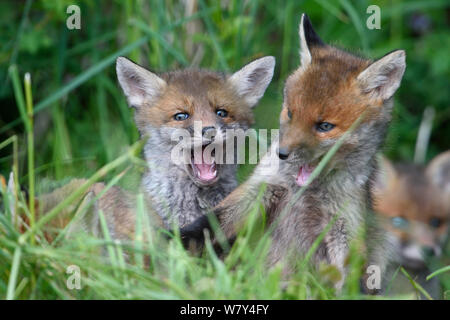 Red Fox (Vulpes vulpes vulpes) cubs giocando, Vosges, Francia, Maggio. Foto Stock