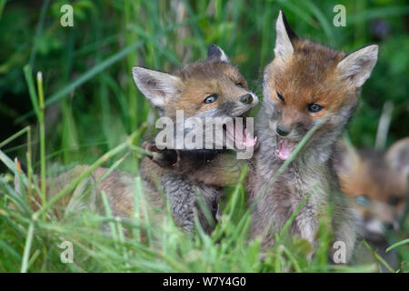 Red Fox (Vulpes vulpes vulpes) cubs giocando, Vosges, Francia, Maggio. Foto Stock