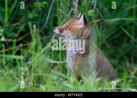 Red Fox (Vulpes vulpes vulpes) cub, Vosges, Francia, Maggio. Foto Stock