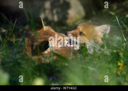 Red Fox (Vulpes vulpes vulpes) cubs giocando, Vosges, Francia, Maggio. Foto Stock