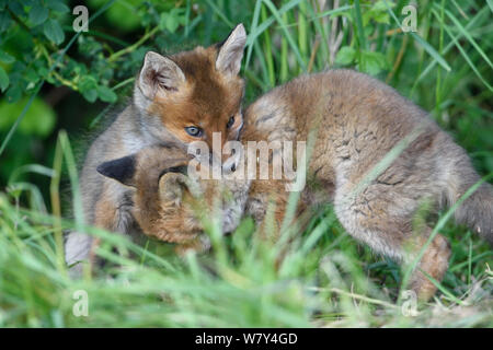 Red Fox (Vulpes vulpes vulpes) cubs giocando, Vosges, Francia, Maggio. Foto Stock