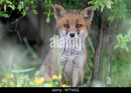 Red Fox (Vulpes vulpes vulpes) cub ritratto, Vosges, Francia, Maggio. Foto Stock