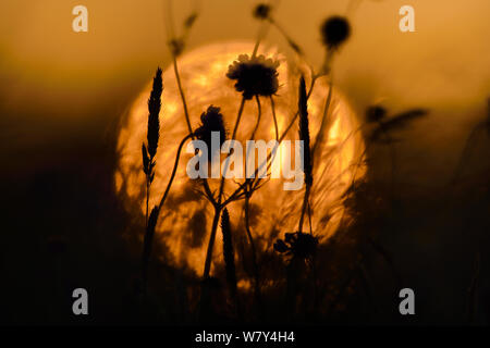 Erbe e fiori, profilarsi all'alba, Vosges, Francia, giugno. Foto Stock