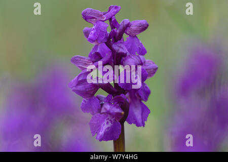 Inizio orchidea viola (Anacamptis morio) Vosges, in Francia, in aprile. Foto Stock