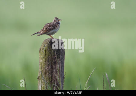 Allodola eurasiatica (Alauda arvense) cantare, Vosges, Francia, Maggio. Foto Stock