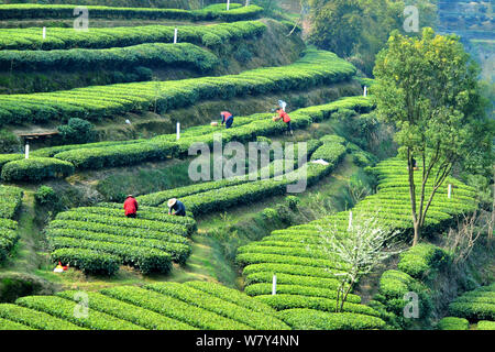 Gli agricoltori cinesi la raccolta di foglie di tè in una piantagione di tè in città Taipingxi, Yichang city, centrale cinese della provincia di Hubei, 19 marzo 2017. Il tè plante Foto Stock