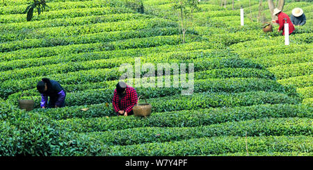 Gli agricoltori cinesi la raccolta di foglie di tè in una piantagione di tè in città Taipingxi, Yichang city, centrale cinese della provincia di Hubei, 19 marzo 2017. Il tè plante Foto Stock