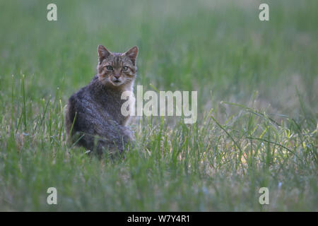 Il gatto selvatico (Felis silvestris) Vosges, Francia, giugno. Foto Stock