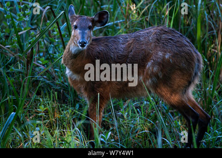 (Sitatunga Tragelaphus spekii) femmina ritratto permanente. Saiwa Swamp National Park, Kitale, Rift Valley Provincia, in Kenya. Foto Stock