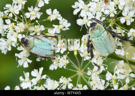 Flower chafers (Hoplia argentea) alimentazione sul polline di un umbellifer. Nordtirol, Alpi austriache, Luglio. Foto Stock