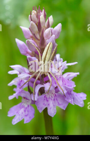 Esecuzione di ragno granchio (Tibellus oblongus) in attesa della preda agguato su orchid. Nordtirol, Alpi austriache, Luglio. Foto Stock