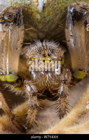 Quattro spot orb weaver spider (Araneus quadratus) femmina, vicino fino alla testa. Parco Nazionale di Peak District, Derbyshire, Regno Unito, Settembre. Foto Stock