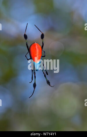 A lungo a ganasce orb weaver Opadometa (sp) ragno nel web. Maliau Basin, Sabah Borneo. Foto Stock