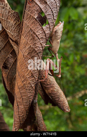 Foglia morta mantis (Deroplatys dessicata) mimetizzata su foglie morte, Danum Valley, Sabah Borneo. Foto Stock