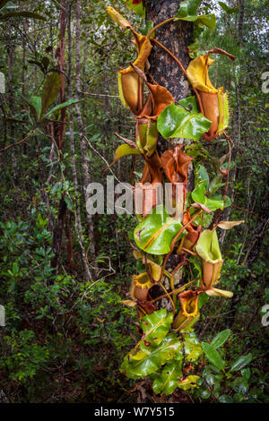 Antenna di grandi brocche di Veitch&#39;s pianta brocca (Nepenthes veitchii) crescente fino ad un tronco d'albero. Maliau Basin, Sabah Borneo. Foto Stock