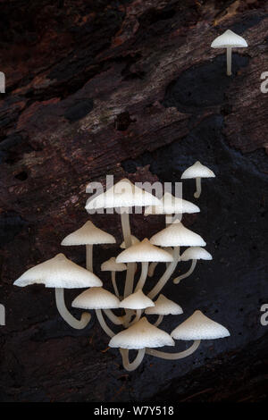 White toadstools crescono fuori di albero morto, Maliau Basin, Sabah Borneo. Foto Stock