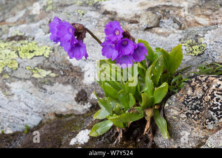 Viscoso primula (Primula latitolia) Nordtirol, Alpi austriache, Luglio. Foto Stock