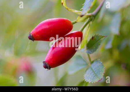 La rosa canina (Rosa canina) cinorrodi, Strumpshaw Fen, Norfolk, Regno Unito, Settembre. Foto Stock