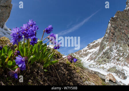 Viscoso primula (Primula latitolia) Nordtirol, Alpi austriache, Luglio. Foto Stock